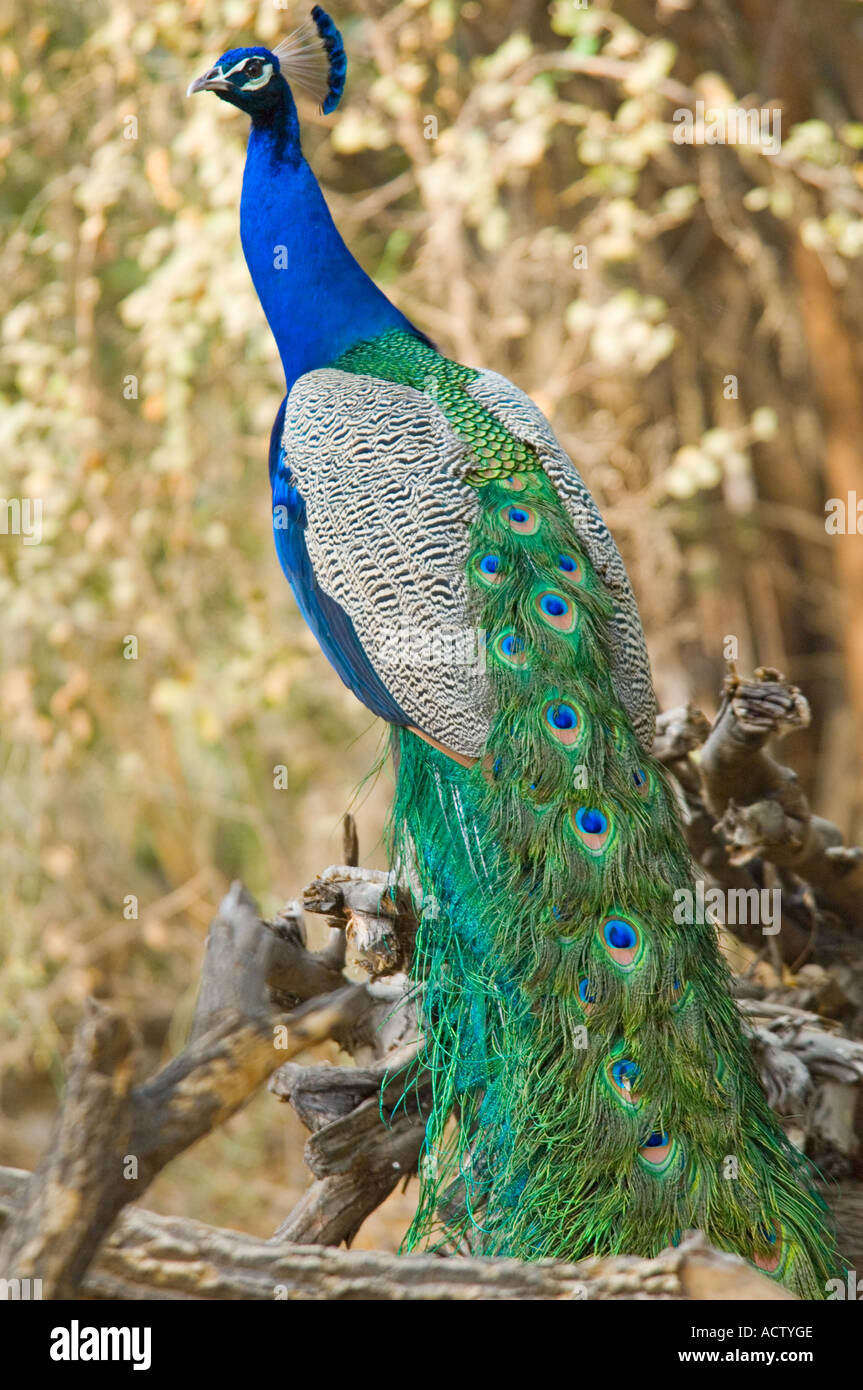 El ave nacional de la India, el pavo real (Pavo cristatus), posado en