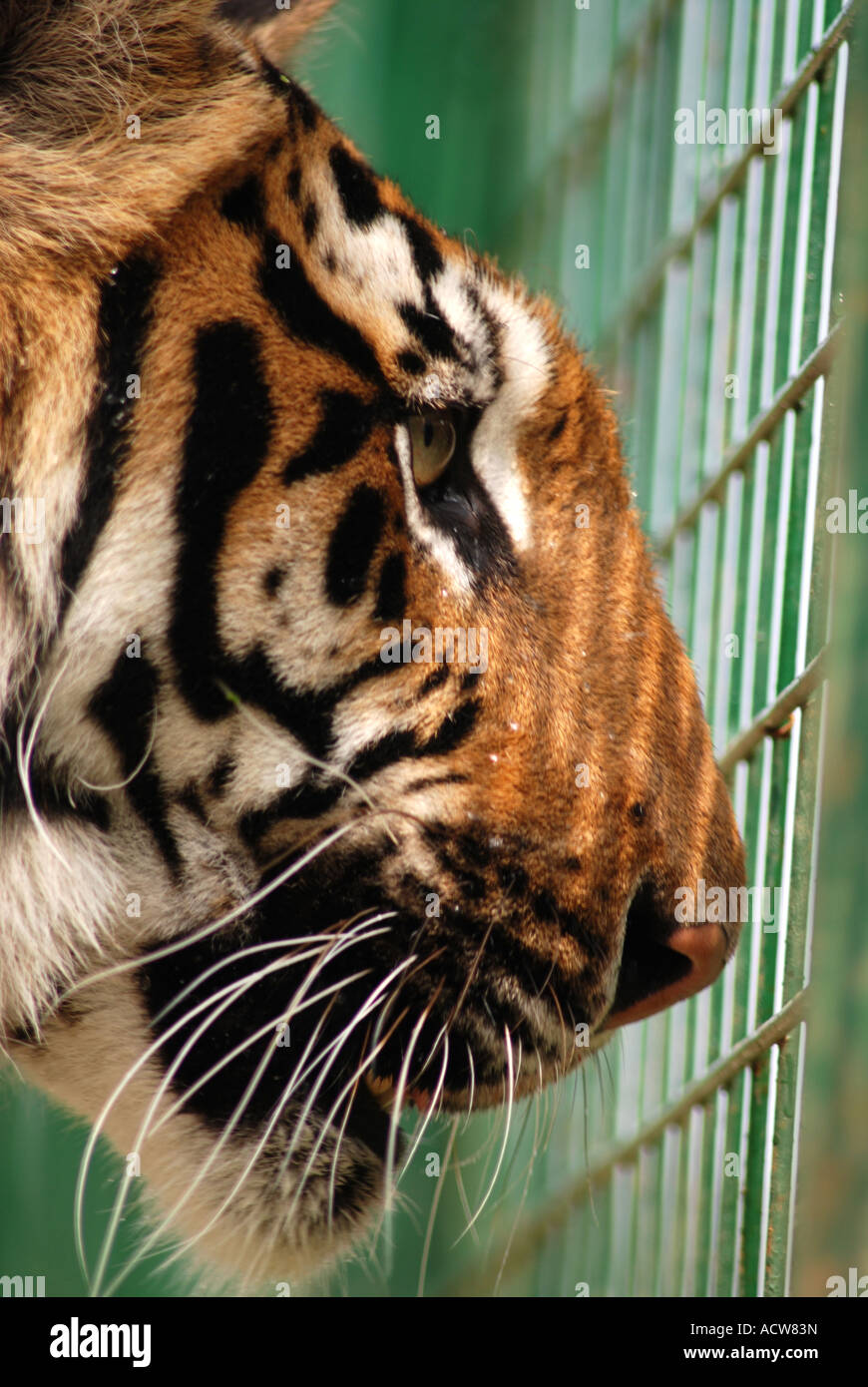 Una visión desde dentro, uniendo el tigre de Sumatra Foto de stock