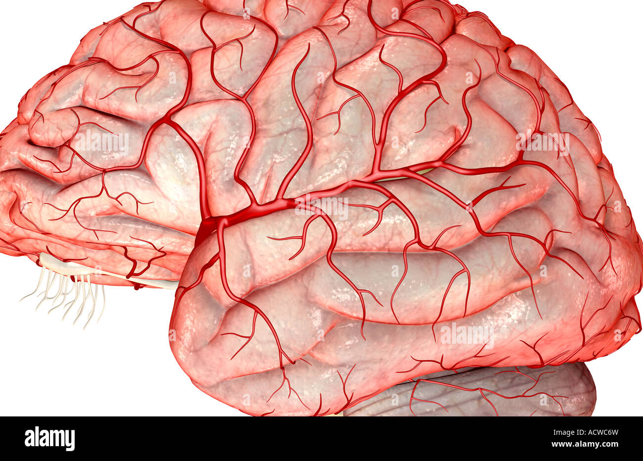 Arteria cerebral media fotografías e imágenes de alta resolución - Alamy