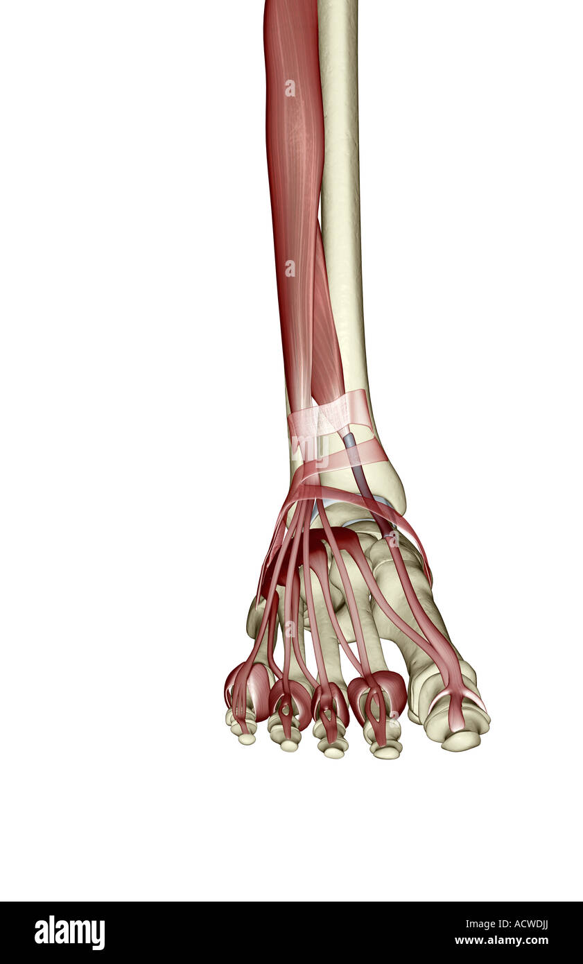 Los músculos de la parte inferior de la pierna y el pie Fotografía de