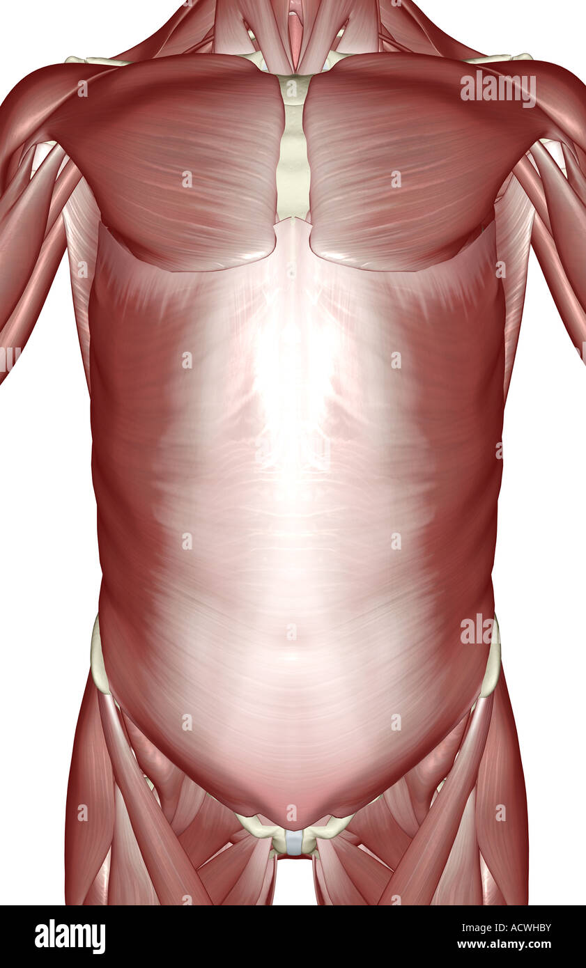Musculo transverso del abdomen fotografías e imágenes de alta