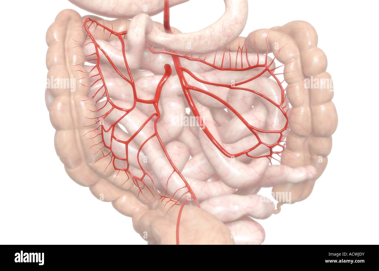 Inferior mesenteric artery fotografías e imágenes de alta resolución ...