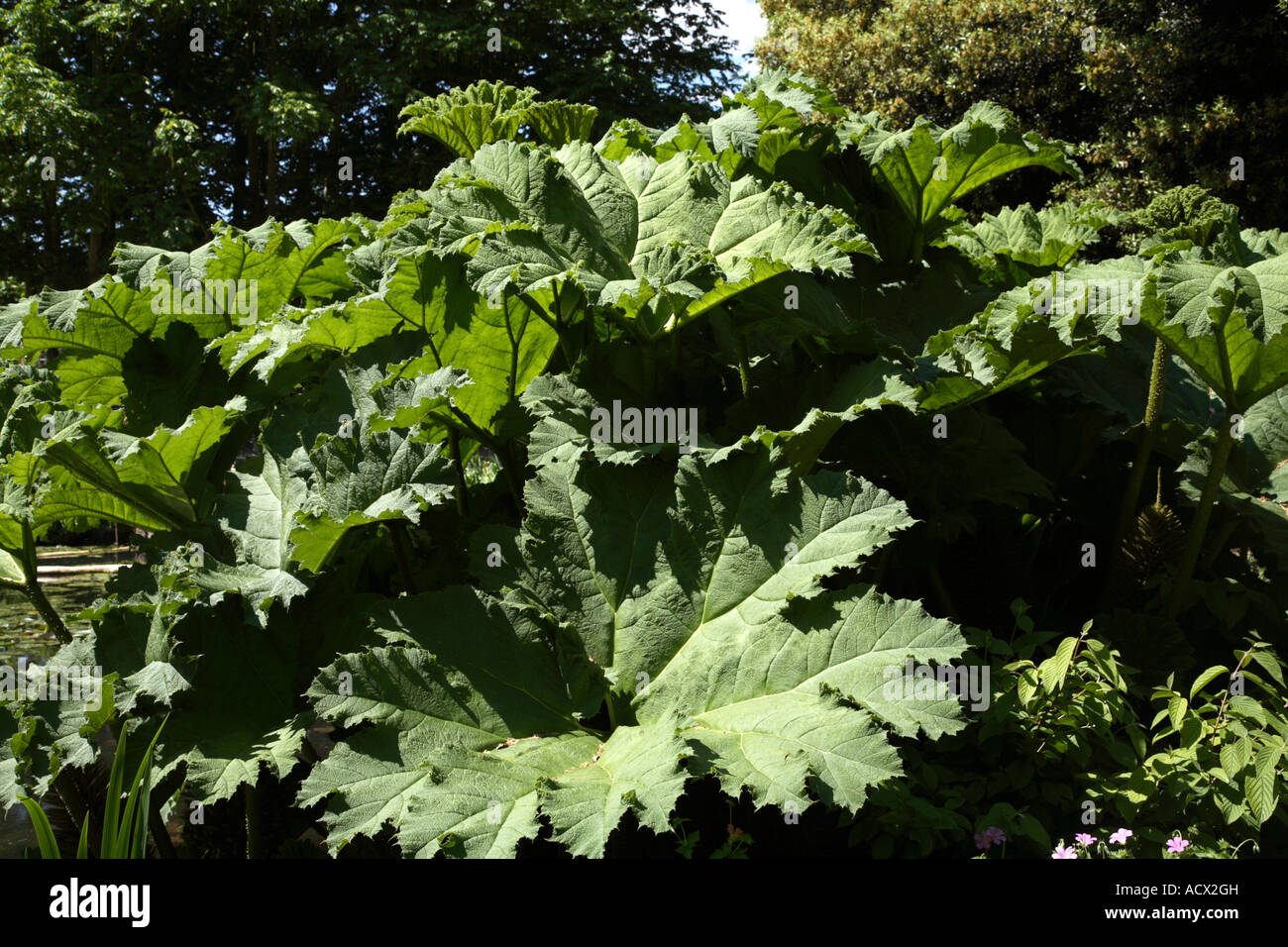 Gunnera manicata en jardines Syon Park Brentford Londres Inglaterra Foto de stock