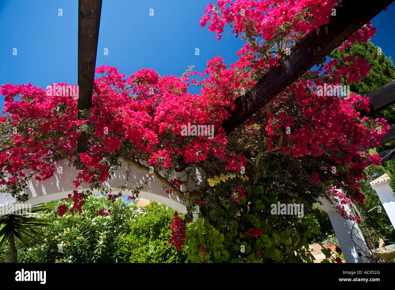 El Bougainvillea creciente fuera de villa en el Algarve Portugal Foto de stock