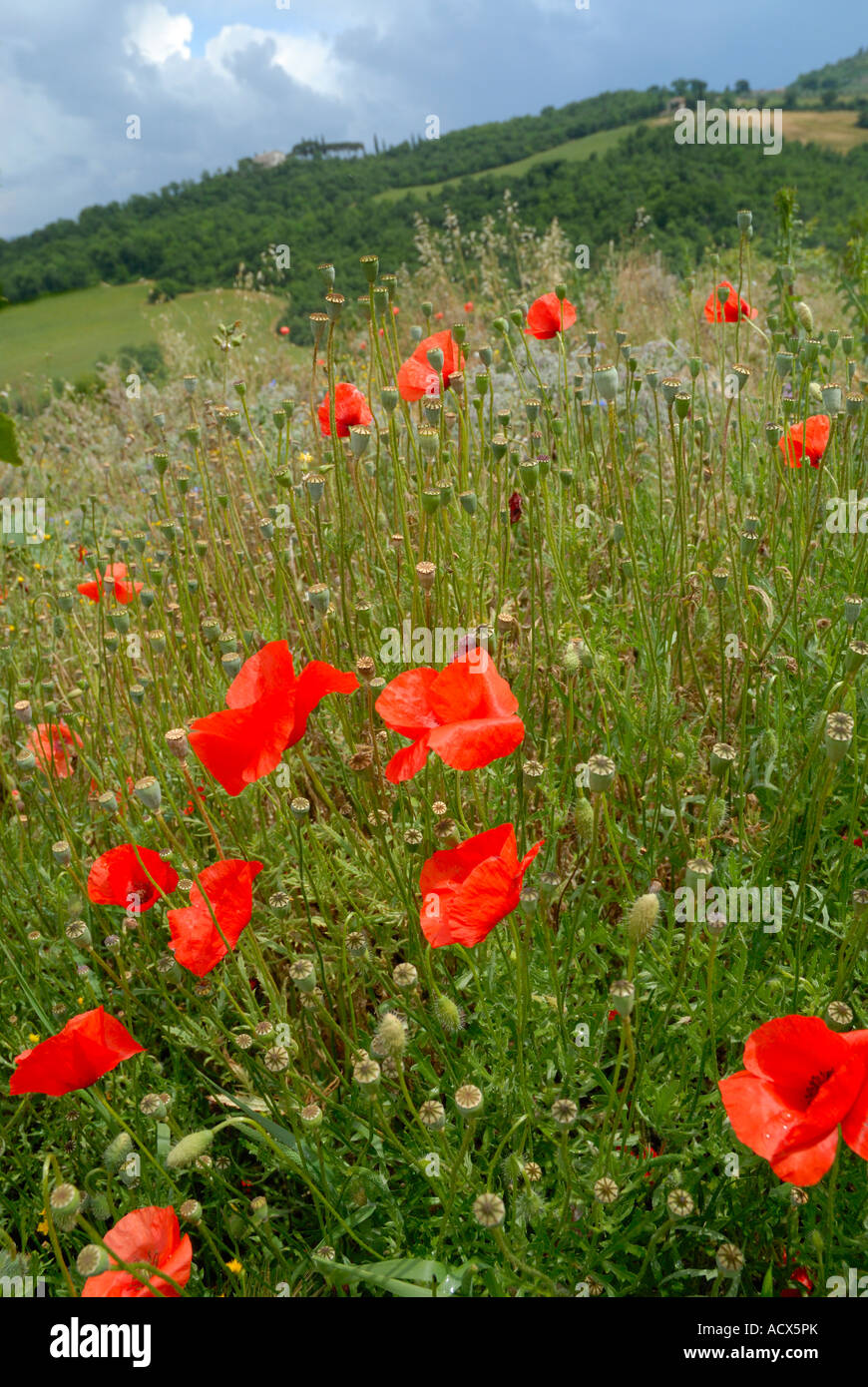 Poppys y flores silvestres en la Toscana, Italia Foto de stock