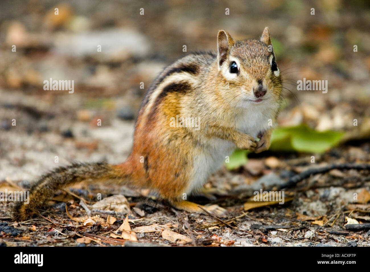 Chipmunk pie y mirando al espectador Foto de stock