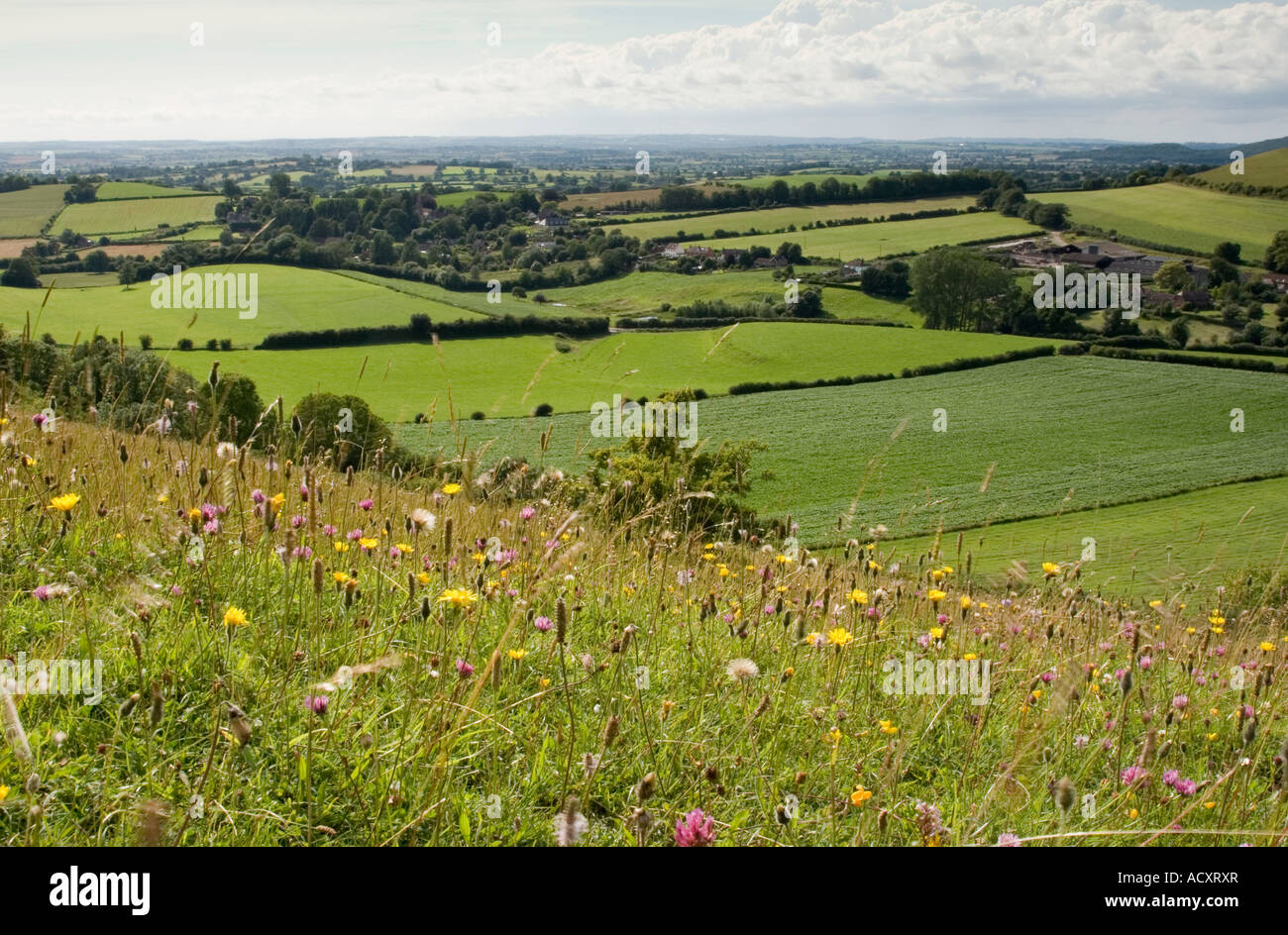 Flores silvestres en las laderas de Fontmell abajo en Dorset con vistas a Compton, Abbas y el Blackmore Vale Foto de stock