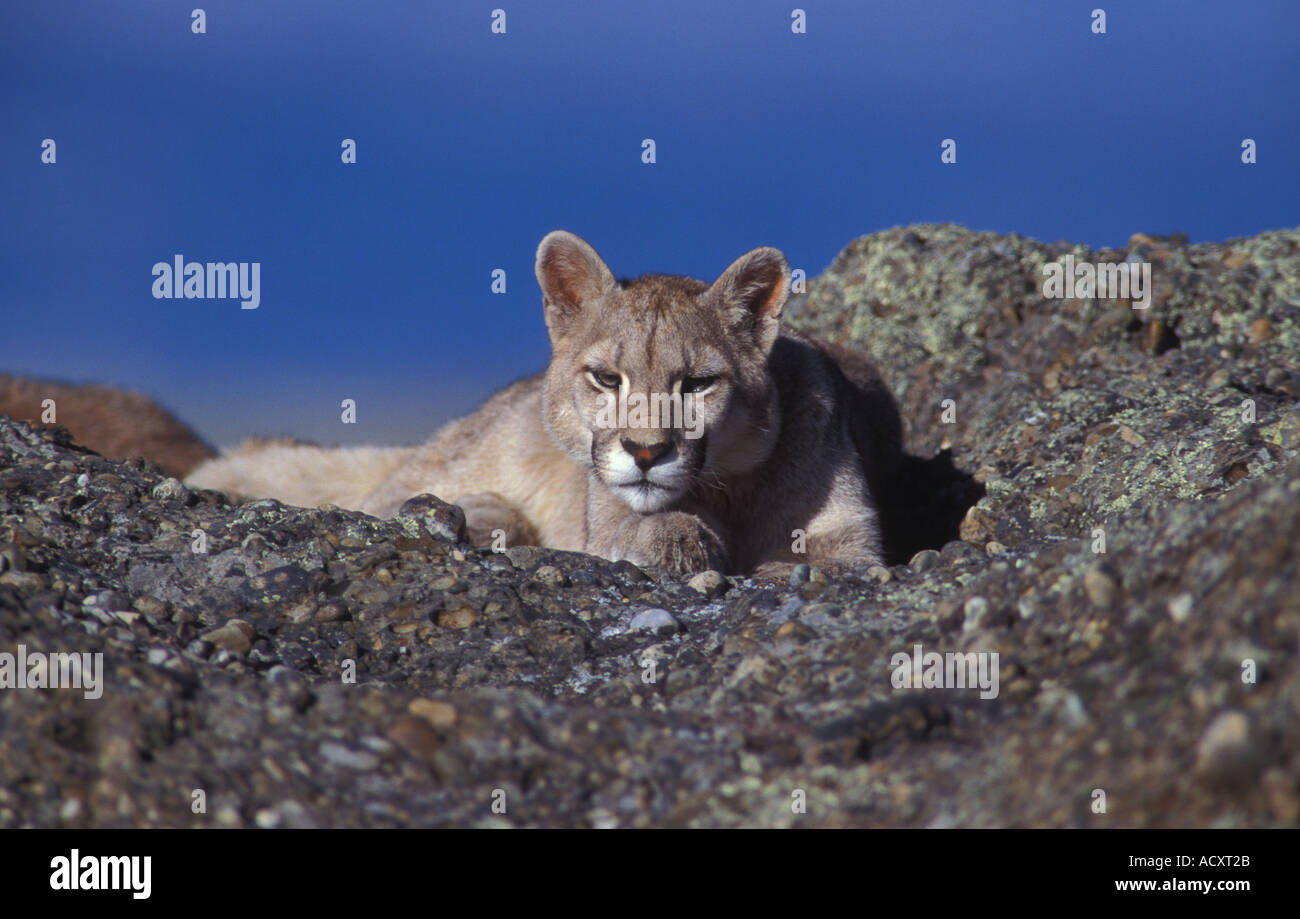 Totalmente salvaje Puma patagónico cub descansando sobre una roca, chile  Fotografía de stock - Alamy