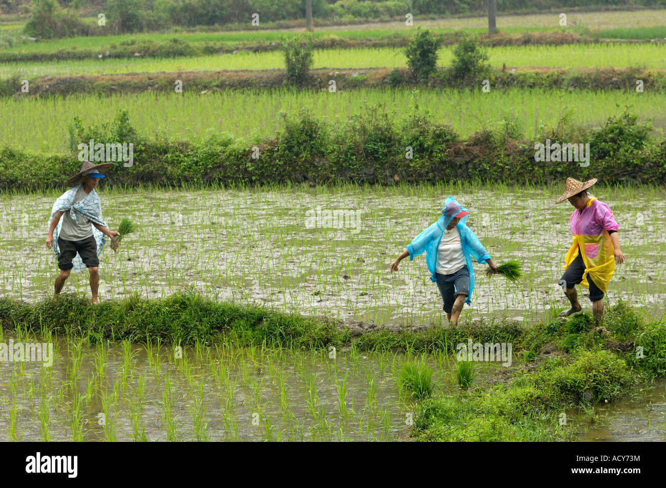 Los campesinos chinos transplante de plántulas de arroz en un campo de arroz en la aldea Likeng Wuyuan China Jiangxi 13-Jun-2007 Foto de stock
