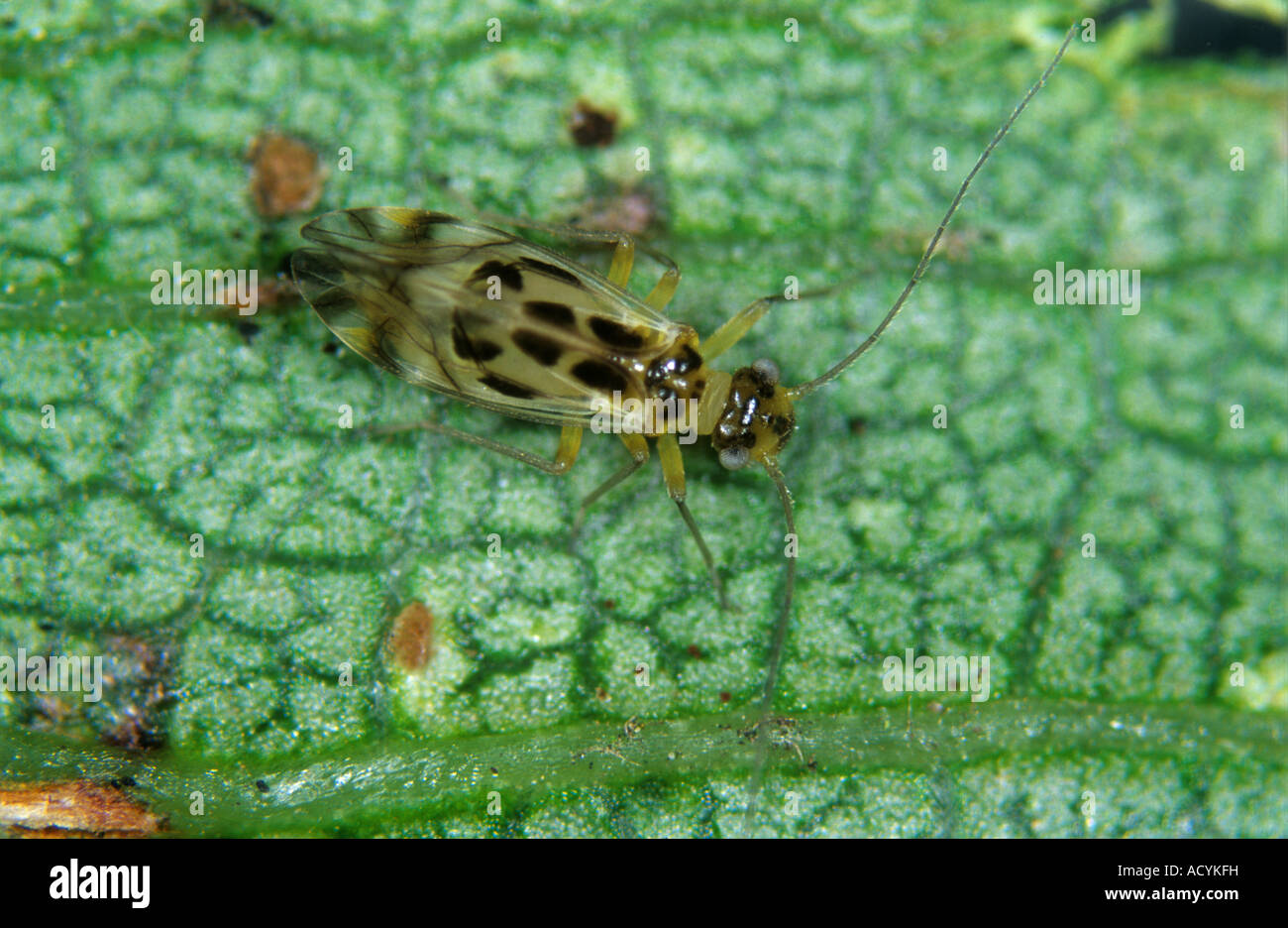 Pera alada adulta sucker Cacopsylla pyricola invierno en forma de una pera leaf Foto de stock