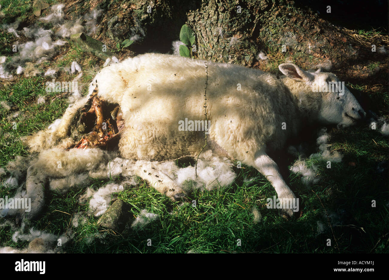 Ovejas muertas por un perro en el Distrito del Lago (Cumbria) Foto de stock