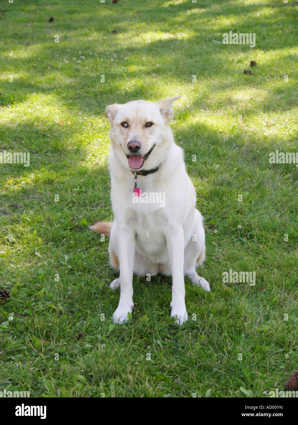 Labrador husky fotografías e imágenes de alta resolución - Alamy