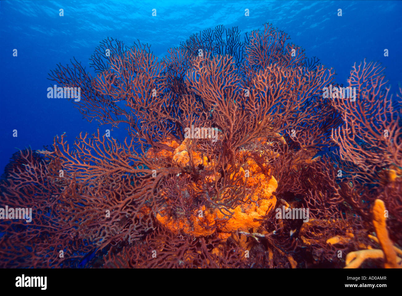 Fan de mar coral, submarino, México Cozumel, océanos, mares