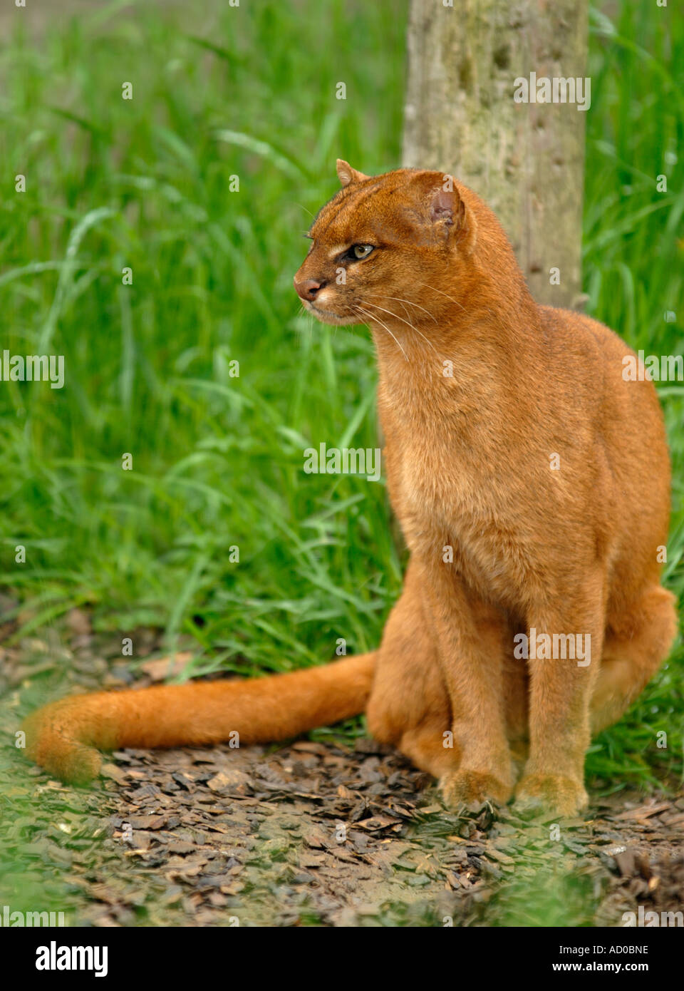 Herpailurus yagouaroundi fotografías e imágenes de alta resolución - Alamy