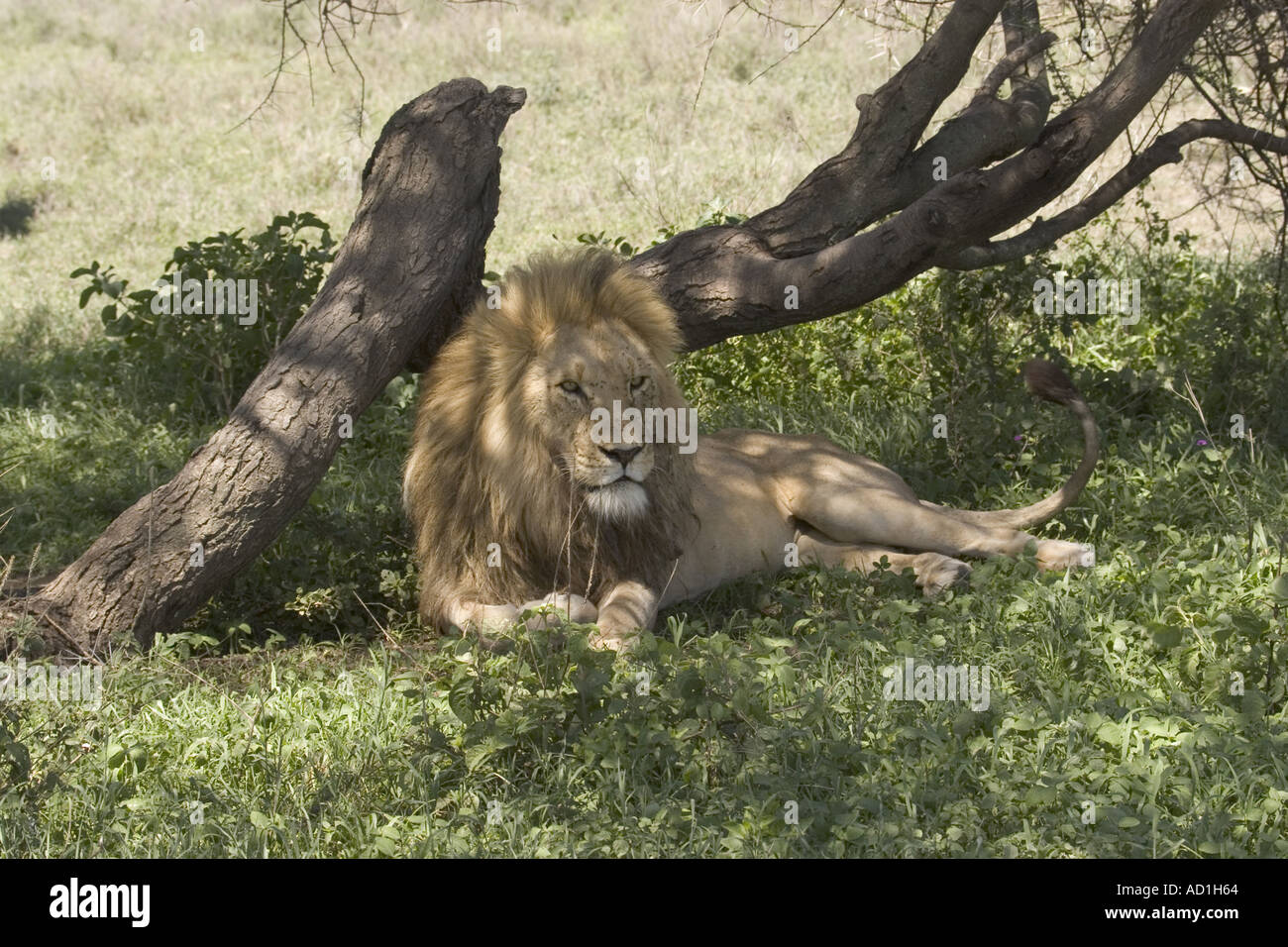 León macho descansando Panthera leo Tanzania África Foto de stock