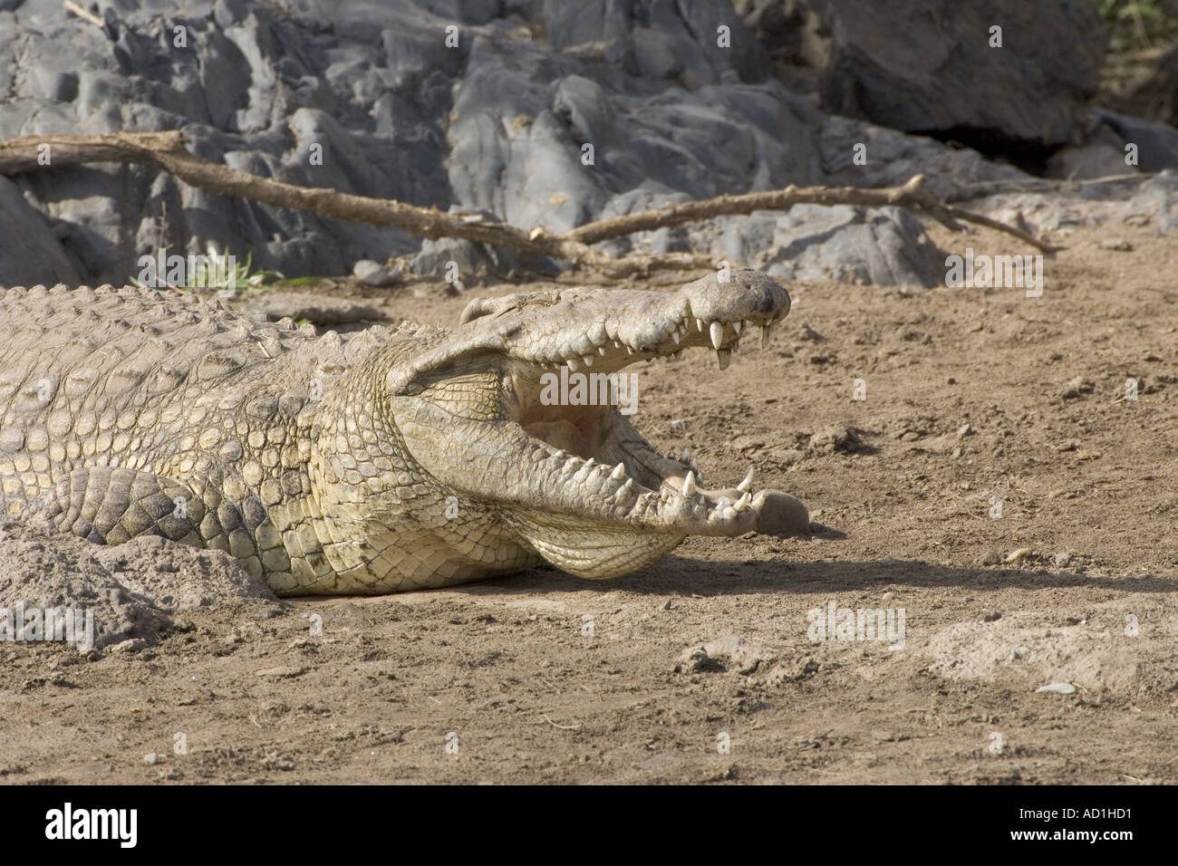 Los dientes de la boca abierta de cocodrilos del Nilo Crocodylus niloticus adulto Foto de stock