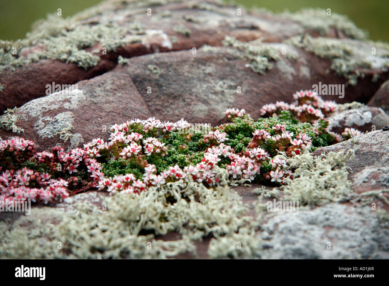 English Stonecrop sedum angelicum familia Crassulaceae crecen en acantilados en Sutherland, Escocia Foto de stock