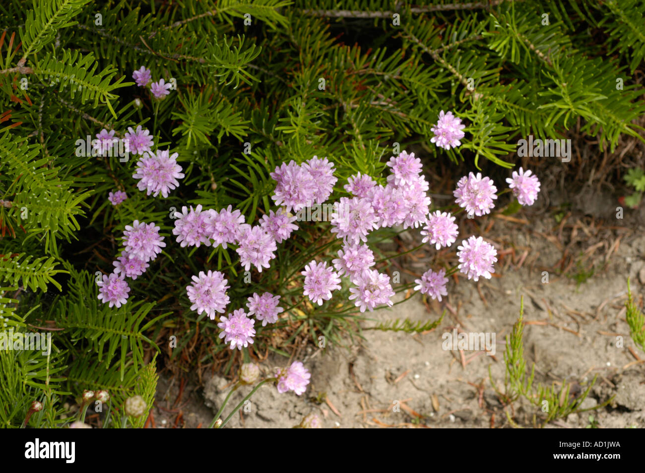 Thrift mar ártico rosa Arctica Plumbaginaceae Armeria Alaska Fotografía de  stock - Alamy