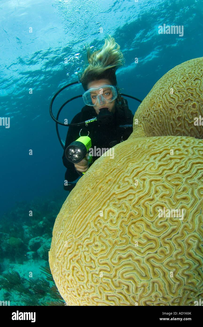 Diver en Bermuda con coral cerebro, hembra diver, submarino, buceo,  submarinismo, océano, mar, agua azul, agua clara, vida marina Fotografía de  stock - Alamy