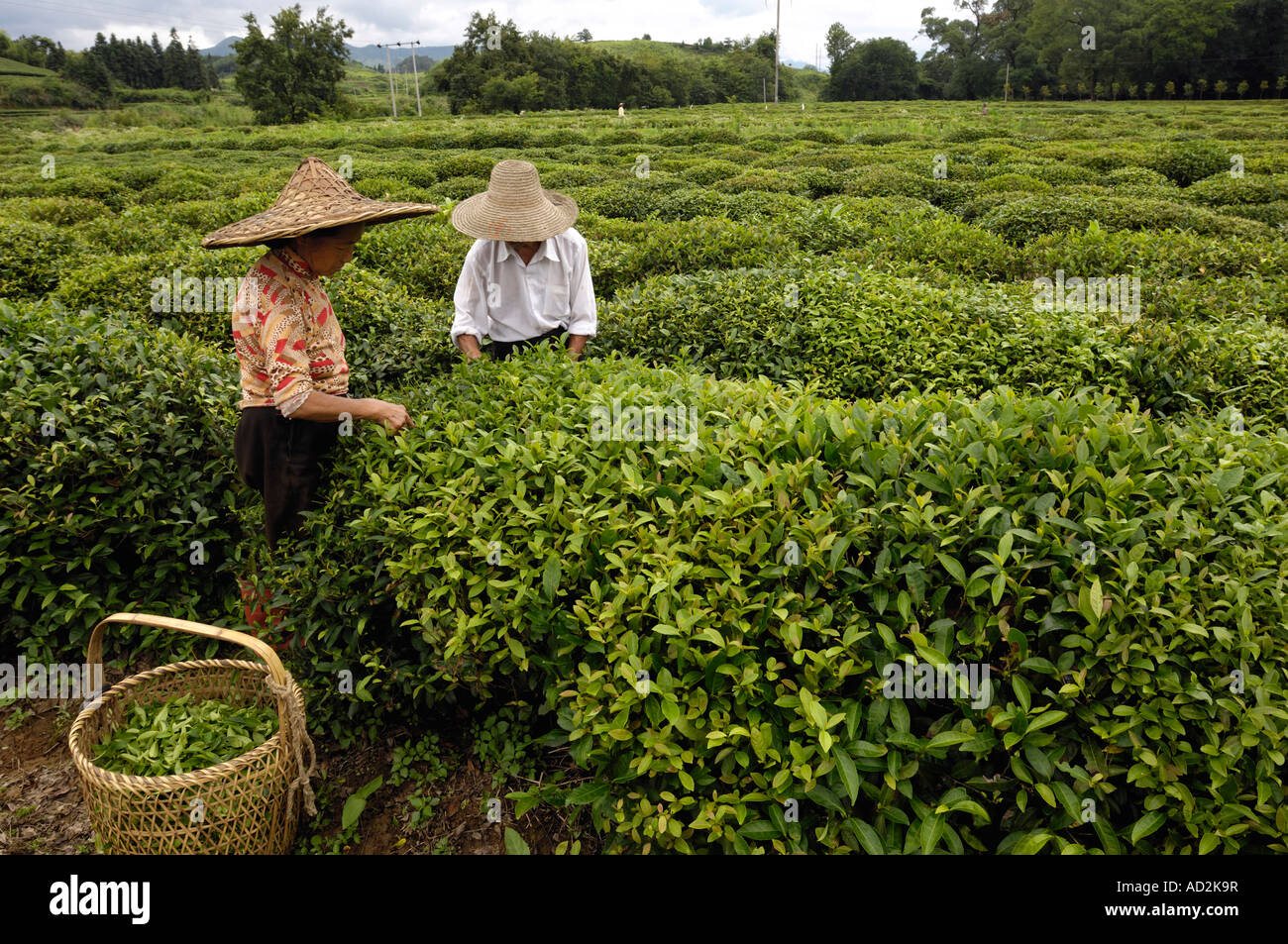 Recogida de plantas de té chino en Wuyuan, provincia de Jiangxi, China. 15 Jun 2007 Foto de stock
