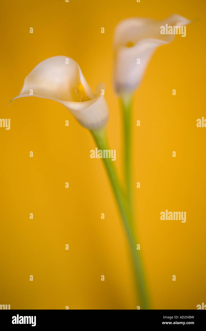 Dos Lirios Cala Blanca contra un fondo de color naranja Fotografía de stock  - Alamy