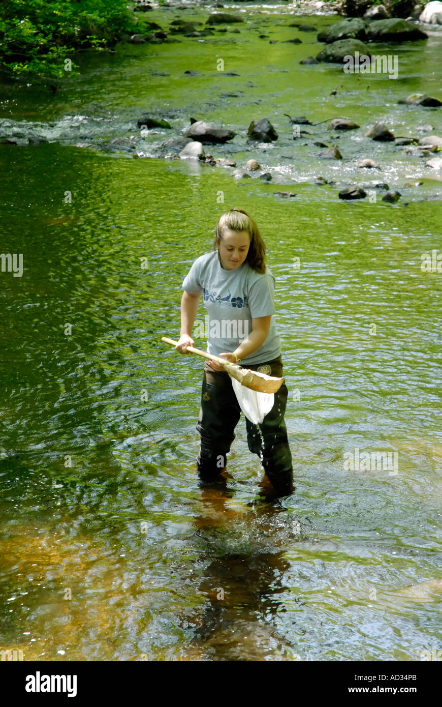 Adolescente utilizando net el muestreo de agua del río para peces e invertebrados indicadores biológicos de calidad del agua. Foto de stock