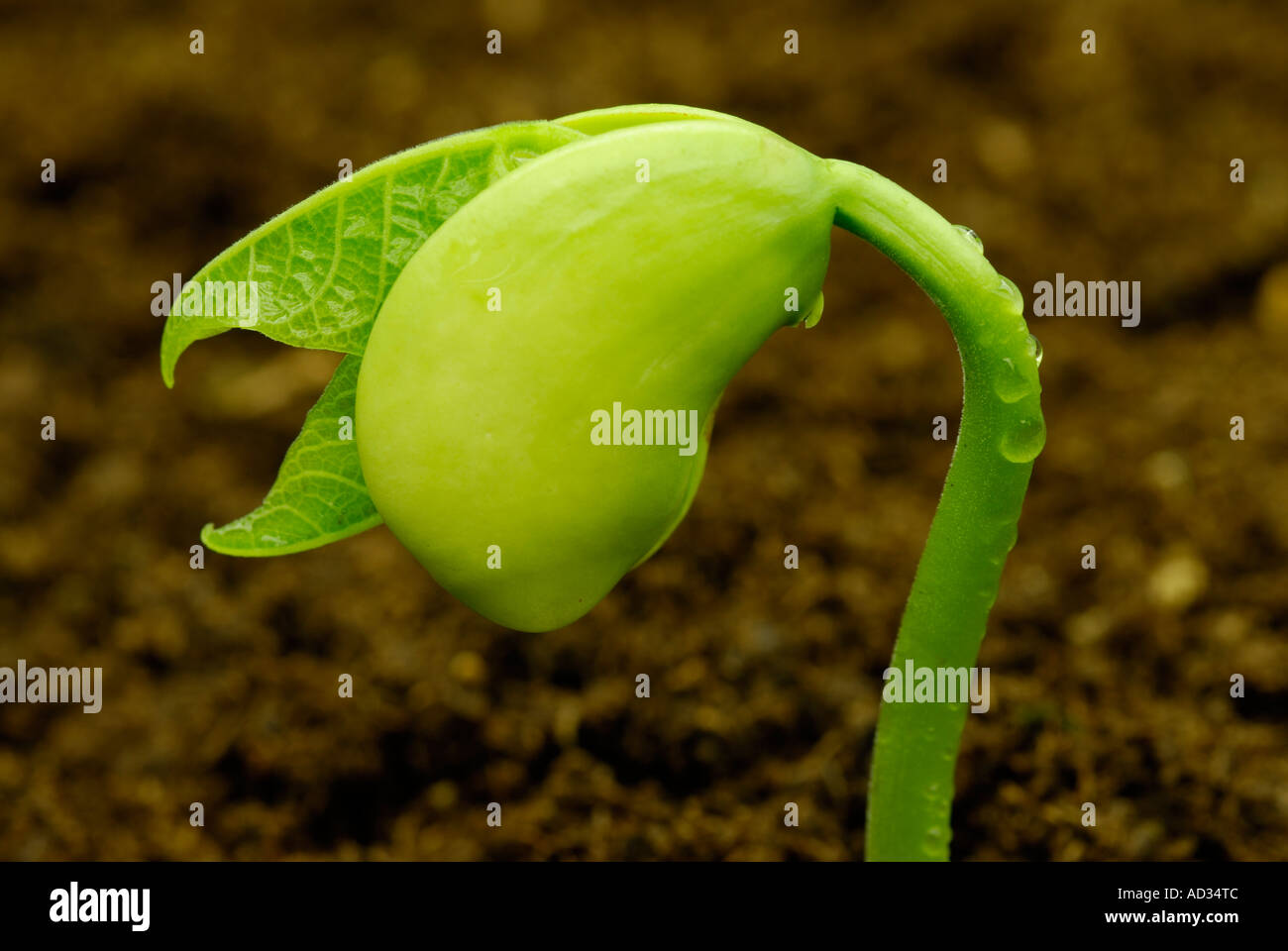 Frijol Lima, Phaseolus lunatus, seedling brotando en el suelo Foto de stock