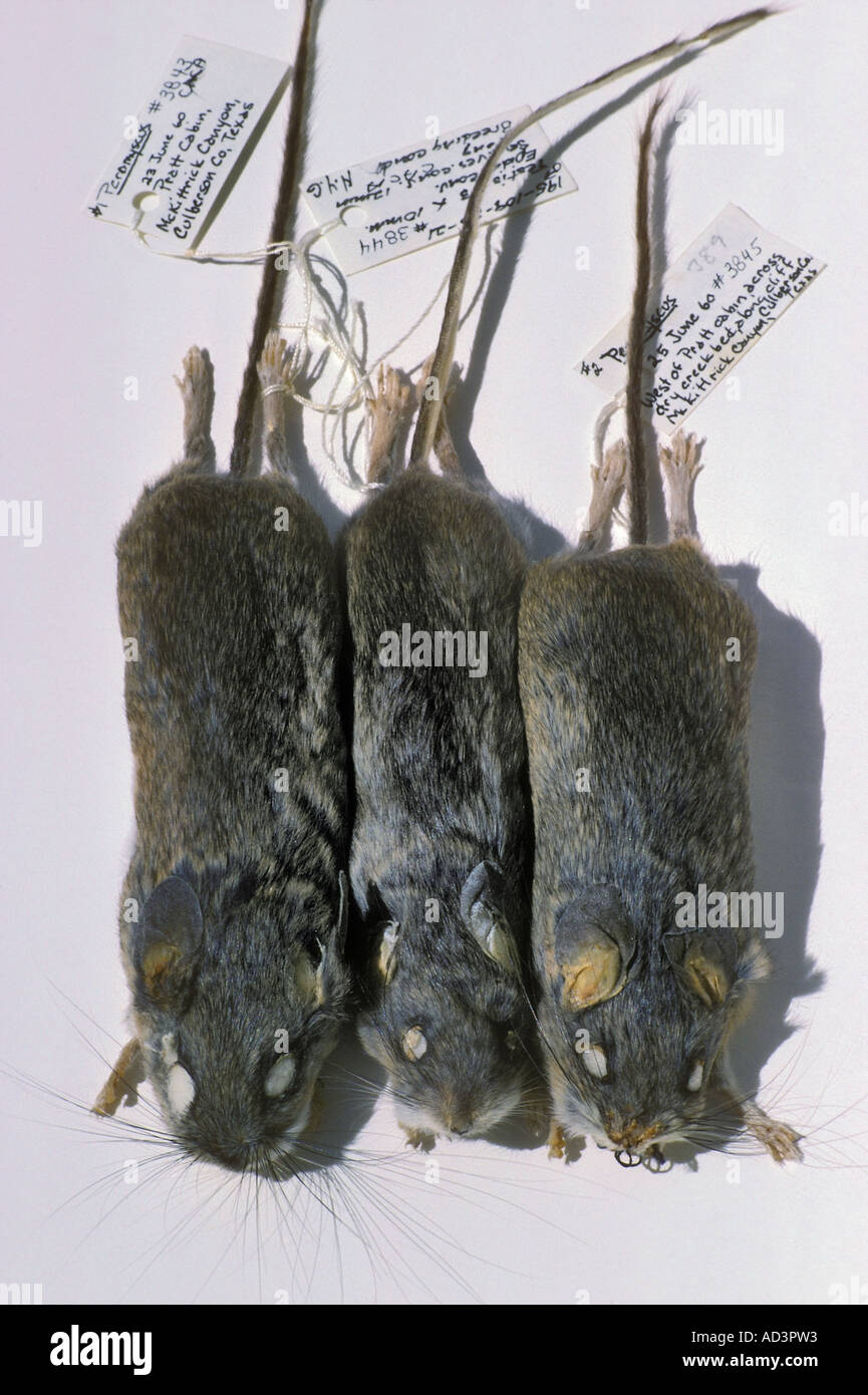 Ratones preservada especie Peromyscus Parque Nacional de las Cavernas de Carlsbad New Mexico Foto de stock
