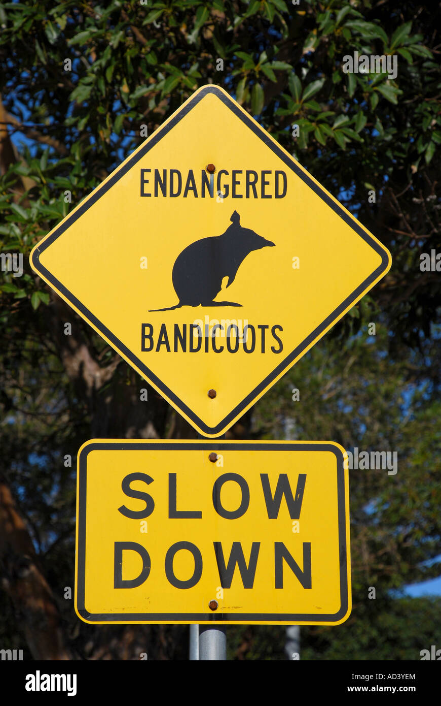 Signo BANDICOOTS amenazadas carretera North Head Australia Sydney Manly Foto de stock