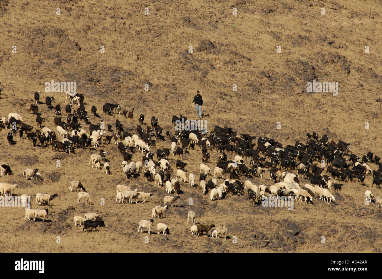 Pastor bereber con rebaño de ovejas y cabras valle Draa Foto de stock