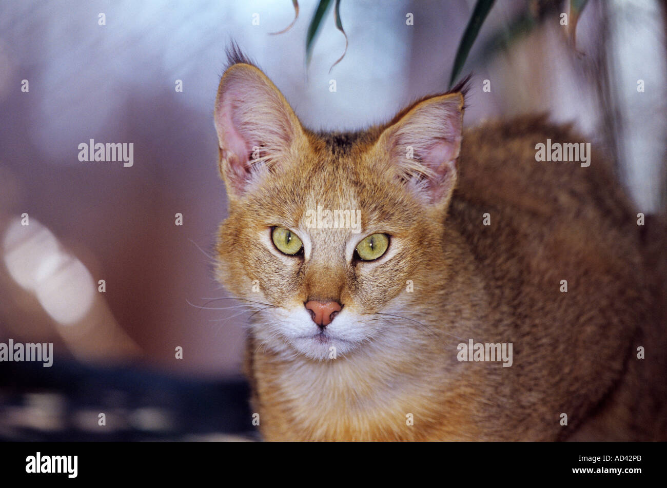 Gato Jungle (Felis chaus), retrato de adulto Foto de stock