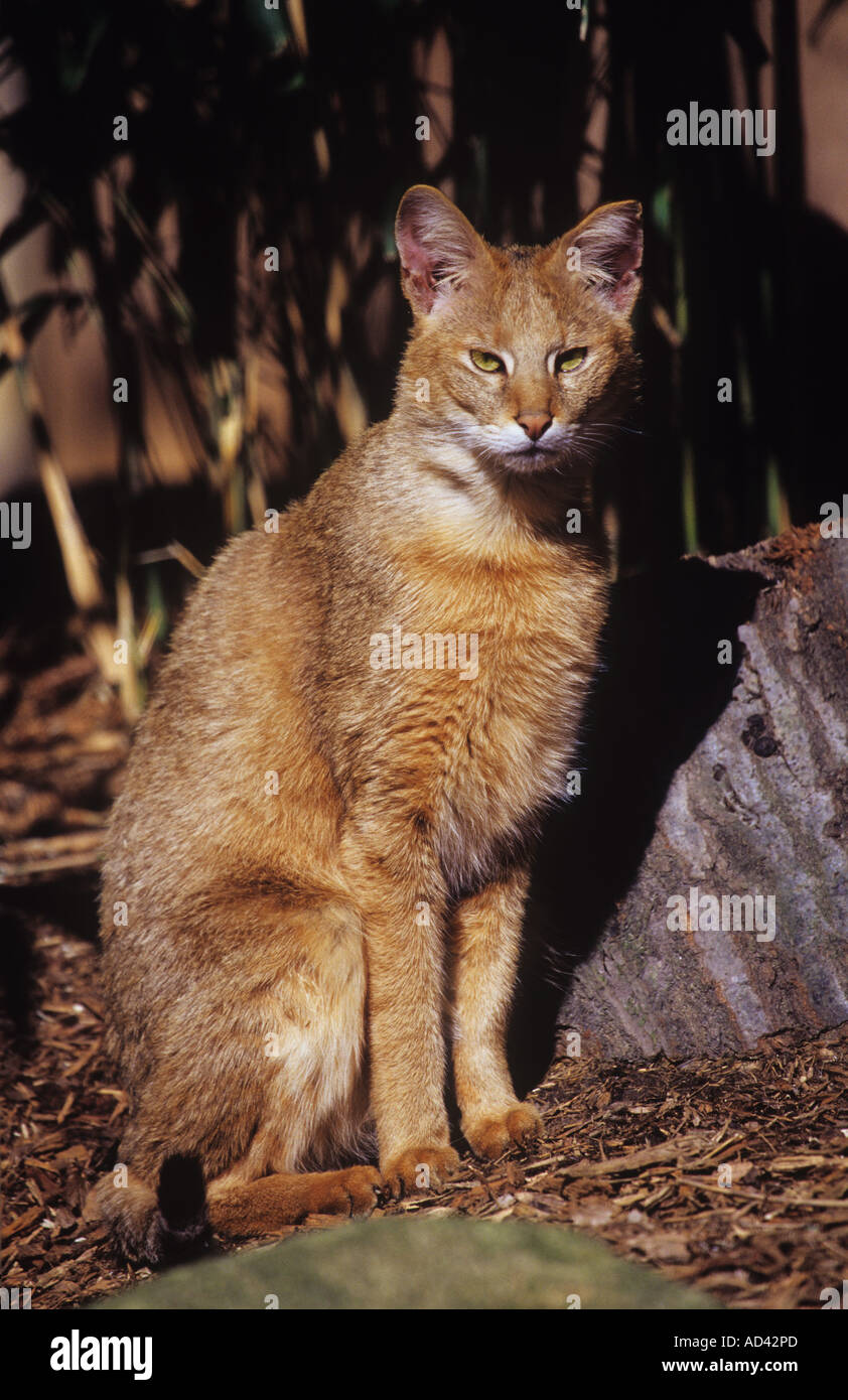 Gato de la Selva (Felis chaus). Adulto sentado Foto de stock