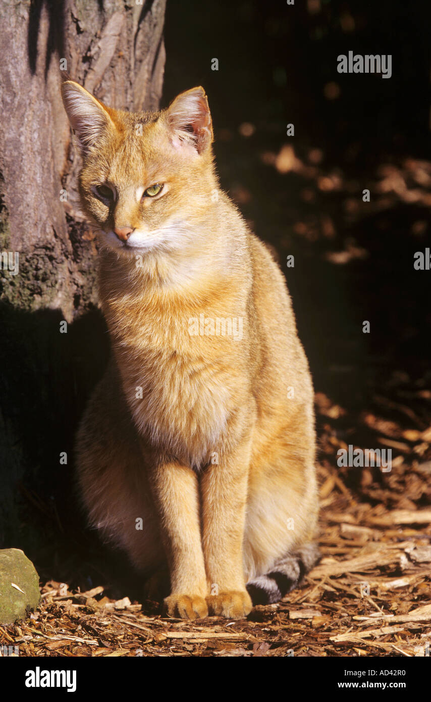 Gato de la Selva (Felis chaus). Adulto sentado Foto de stock