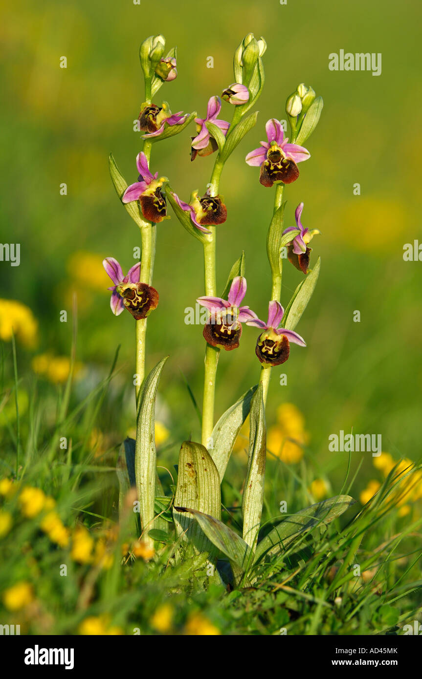 Ophrys holoserica, orquídea, inflorescencia Foto de stock