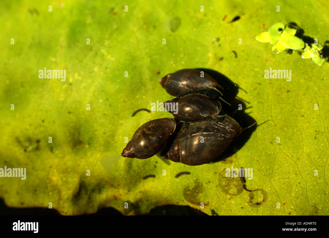 Cuatro estanque caracoles sobre una hoja waterlily Foto de stock