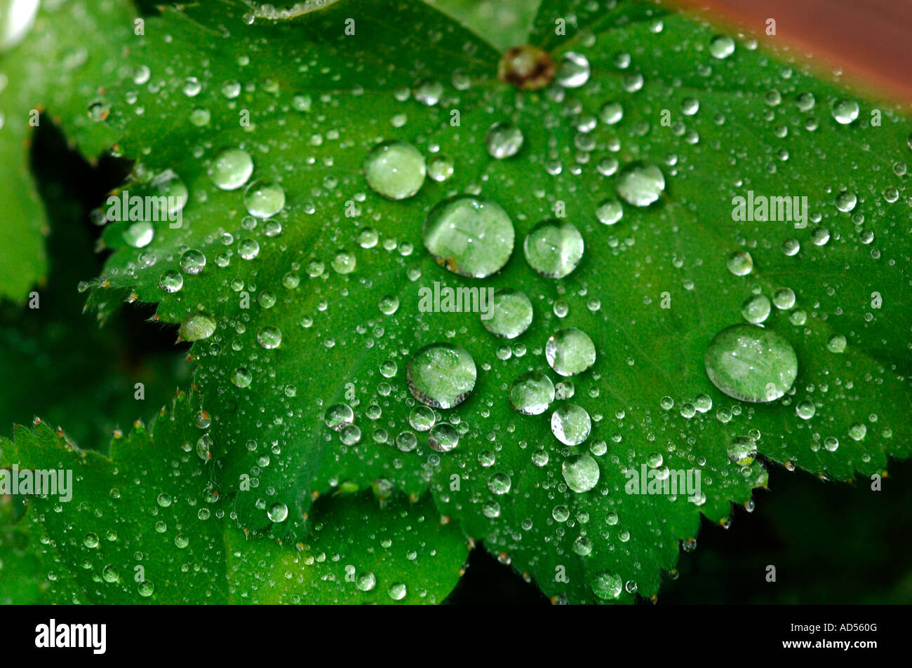 Hojas verdes cubiertas con Joya como gotas de lluvia Foto de stock