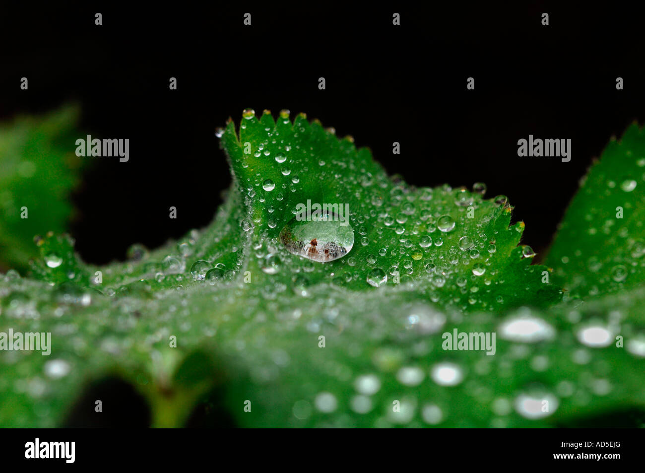 Hojas verdes cubiertas con Joya como gotas de lluvia Foto de stock