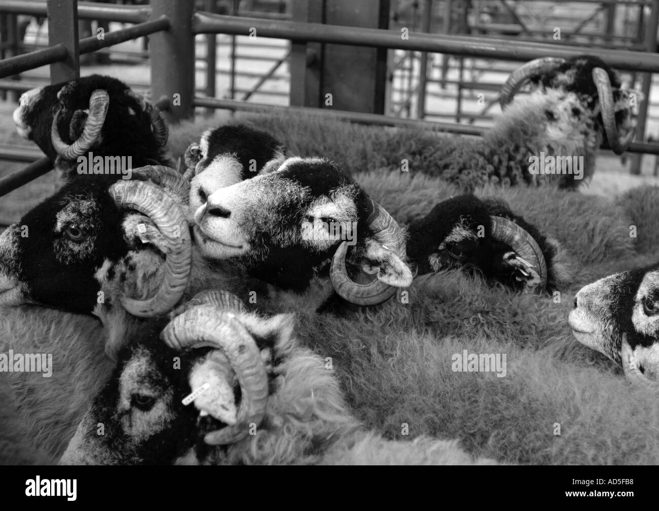 Swaledale ovejas en locales de ventas mensuales de existencias. Blanco y negro Foto de stock