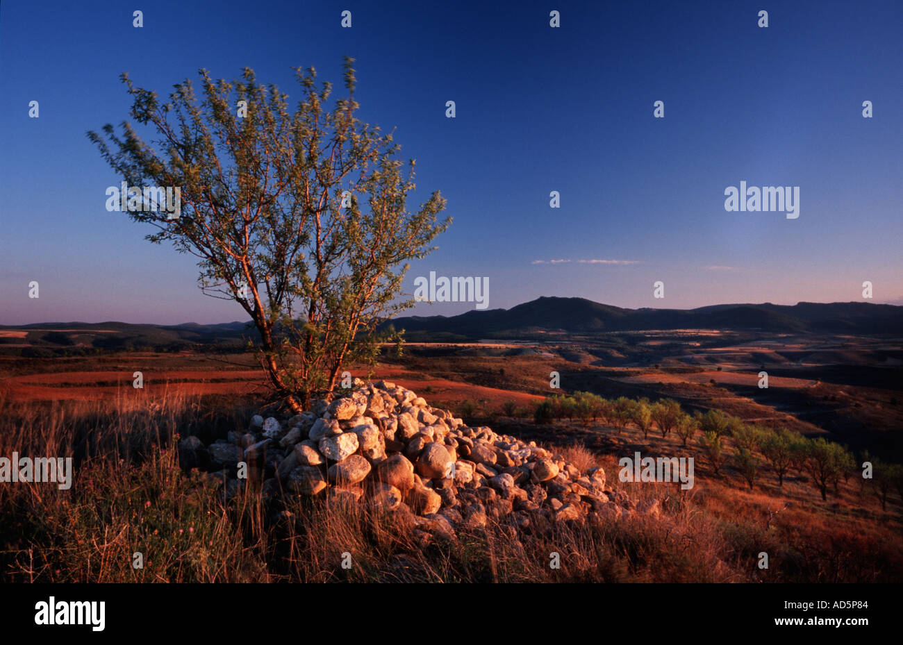 Árbol con piedras apiladas en la base durante la puesta de sol en la Sierra de Albarracín, Aragón, España Foto de stock