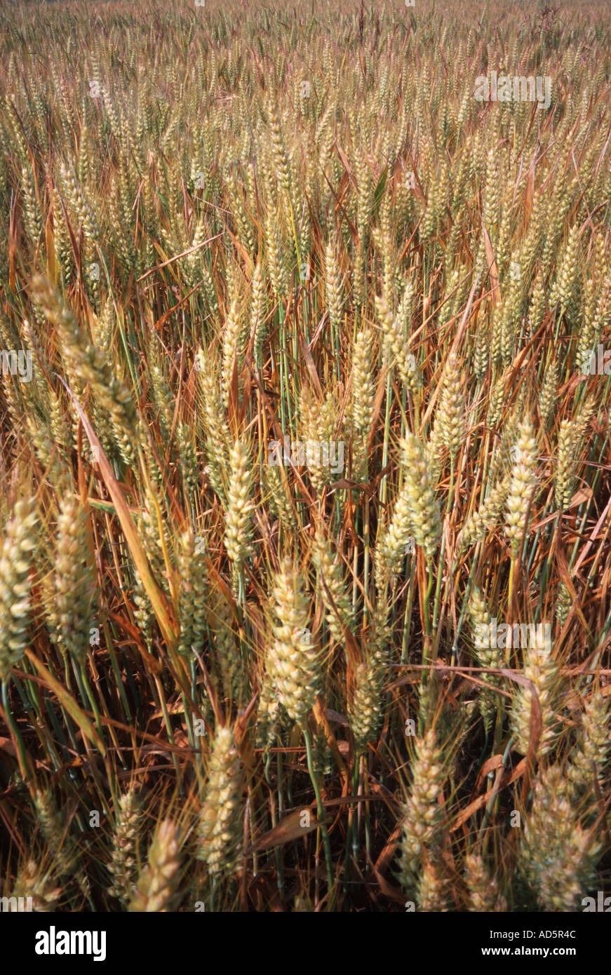 Una cosecha de cebada crece en un campo Foto de stock