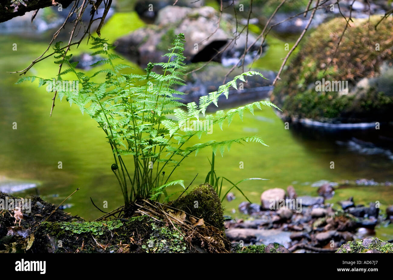 Helecho en frente de arroyo verde reflejada en la campiña escocesa Foto de stock