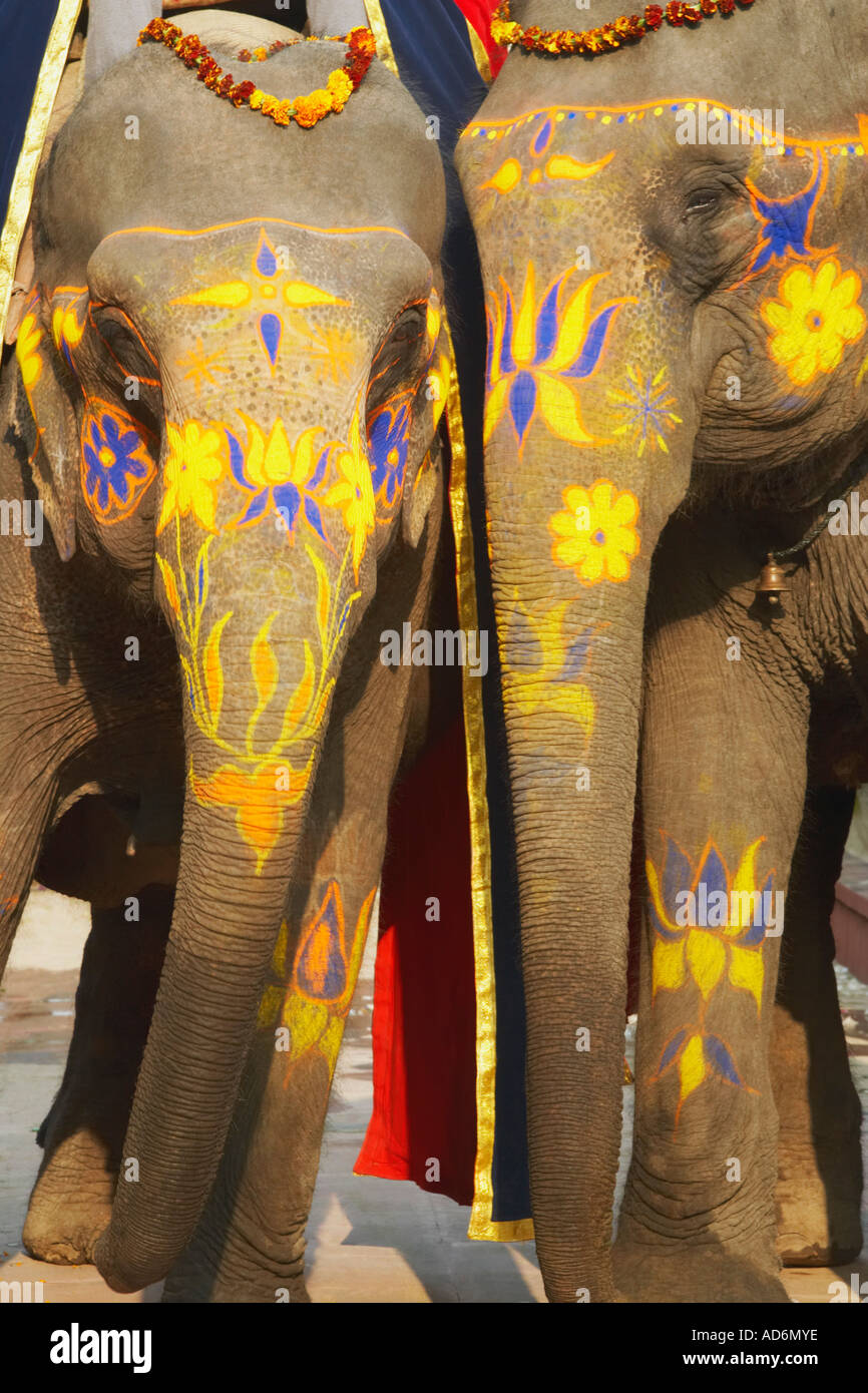 Close-up de dos elefantes decorados Foto de stock