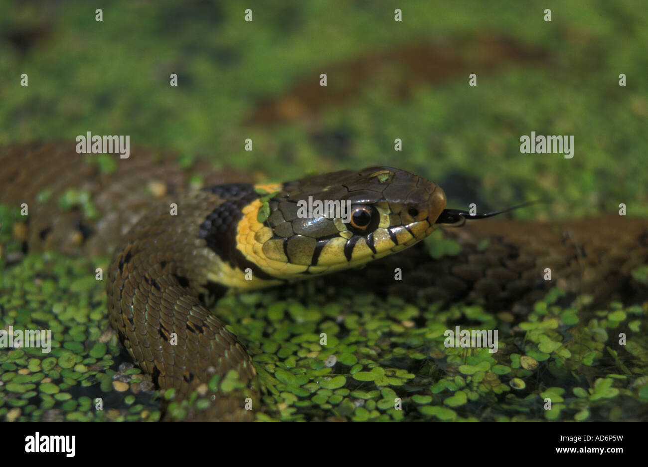 Culebra Natrix natrix en lemna UK Foto de stock
