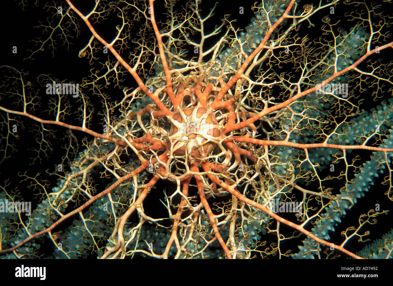 Cesta Gigante Estrella Astrophyton Muricatum Bahamas Fotografia De Stock Alamy
