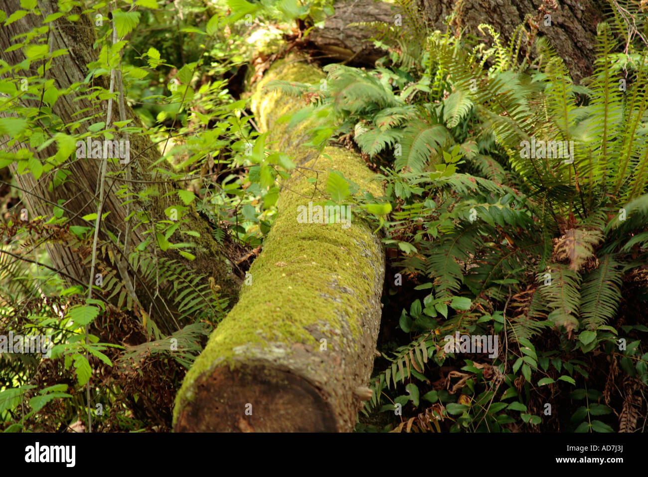 Tronco de árbol en el bosque Foto de stock