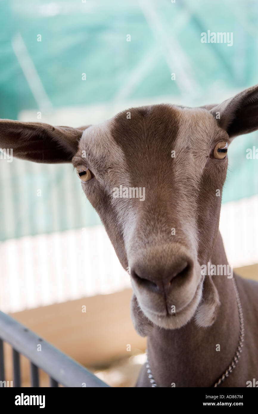 Primer plano de la cara de una cabra blanca y marrón que parece estar sonriendo Foto de stock