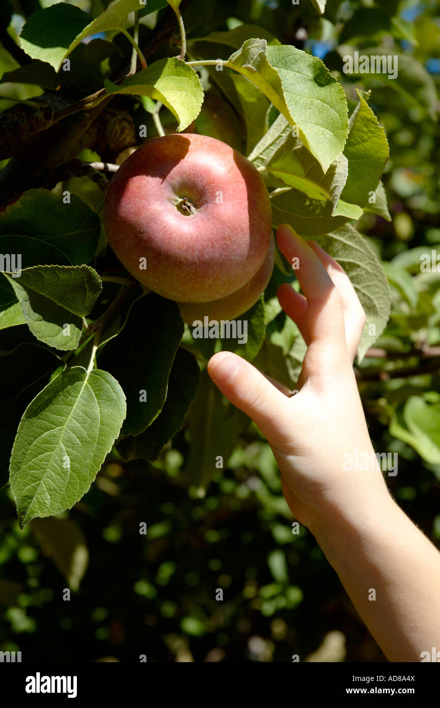 Una mano toma una manzana roja madura de un árbol Foto de stock