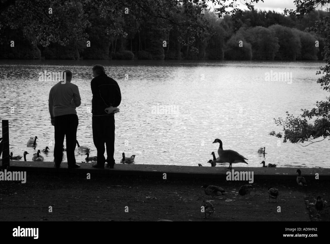 Dos señores jubilados alimentando a los patos y gansos en la reserva natural de Shakerly mera cerca de Northwich Cheshire Foto de stock