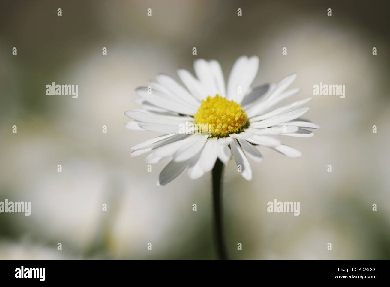 Daisy común, césped, Margarita (Bellis perennis margarita en inglés