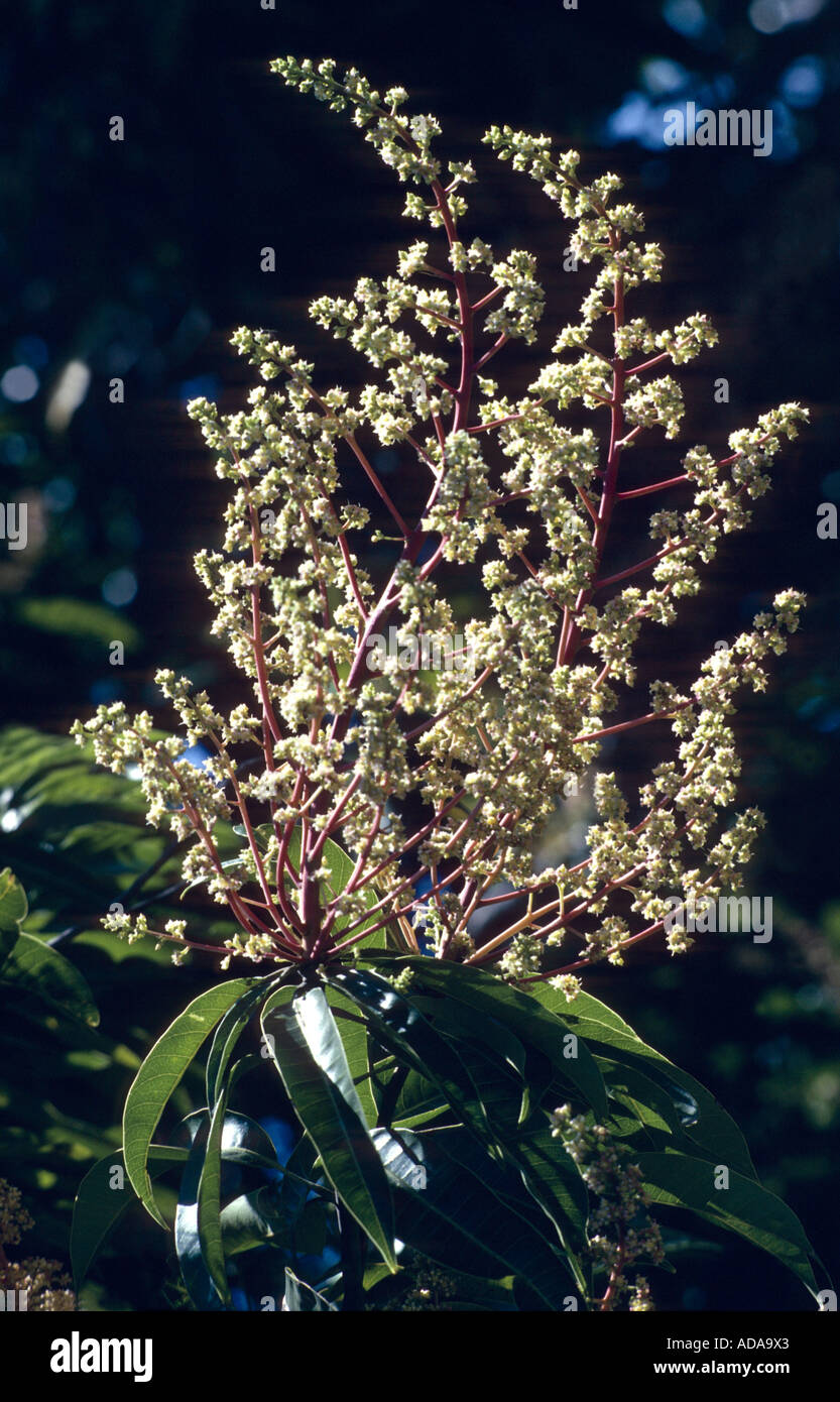 Mango (Mangifera indica), floreciendo Foto de stock